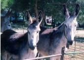 burro1.jpg