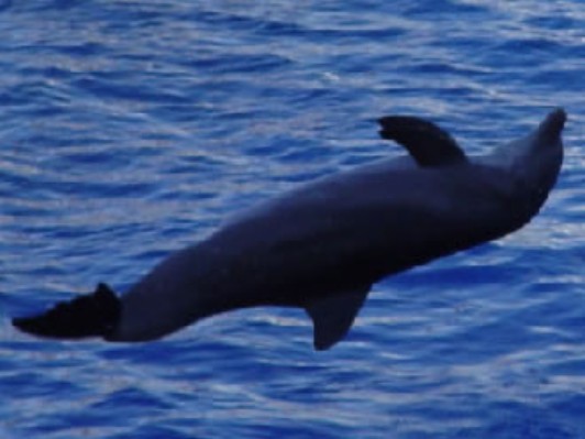 delfin1.jpg