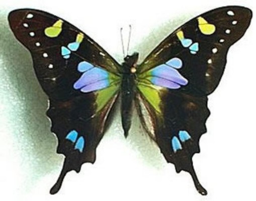 mariposa1.jpg