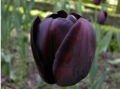 tulipan1.jpg