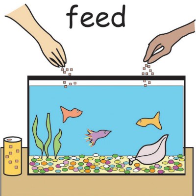 feed fish.jpg