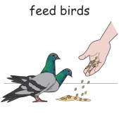 feed birds.jpg