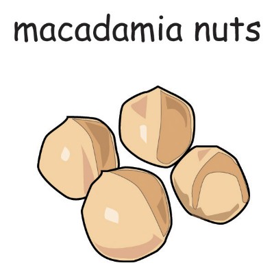 macadamia nuts.jpg