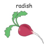 radish 2.jpg
