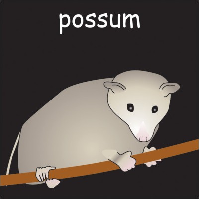 possum 2.jpg