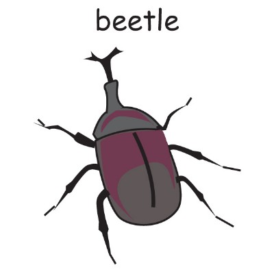 beetle 2.jpg