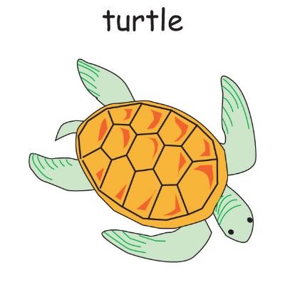 turtle 2.jpg