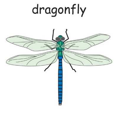 dragonfly.jpg