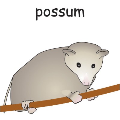 possum 1.jpg