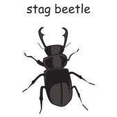 beetle- stag.jpg