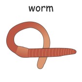 worm.jpg