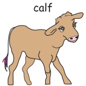 calf.jpg