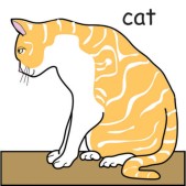 cat1.jpg