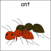 ant.jpg