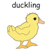 duckling2.jpg