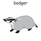 badger.jpg