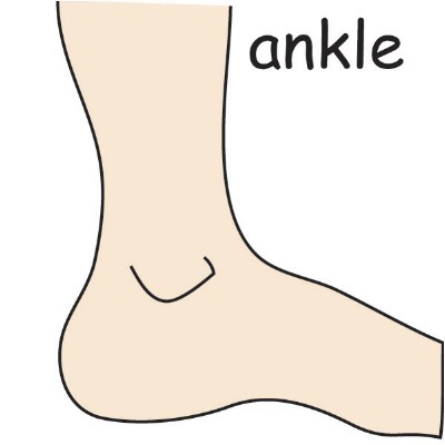ankle.jpg