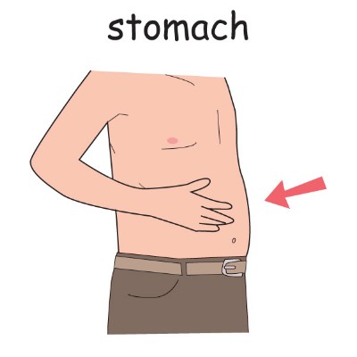 stomach.jpg