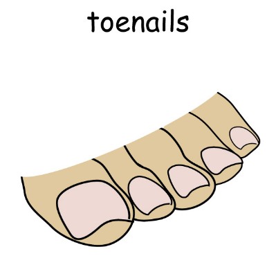 toenails.jpg