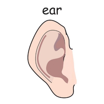 ear.jpg
