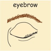 eyebrow.jpg
