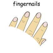 finger nails.jpg