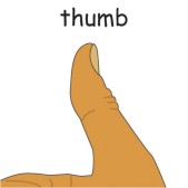 thumb.jpg