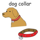 dog collar.jpg