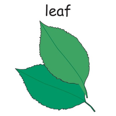 leaf 2.jpg