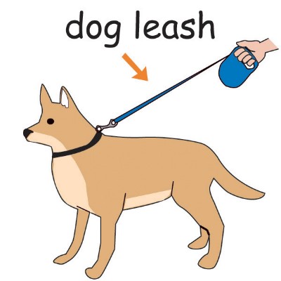 leash (dog).jpg
