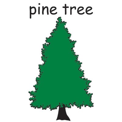 pine tree.jpg