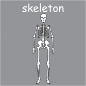 skeleton 1.jpg