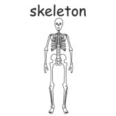 skeleton 2.jpg