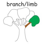 tree branch-limb.jpg